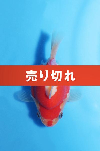 No.11　11㎝♀