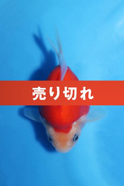 No.9　11.5㎝♂
