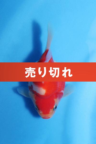 No.8　11.5㎝♀