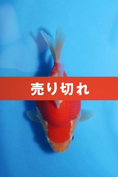No.5　12.5㎝♀