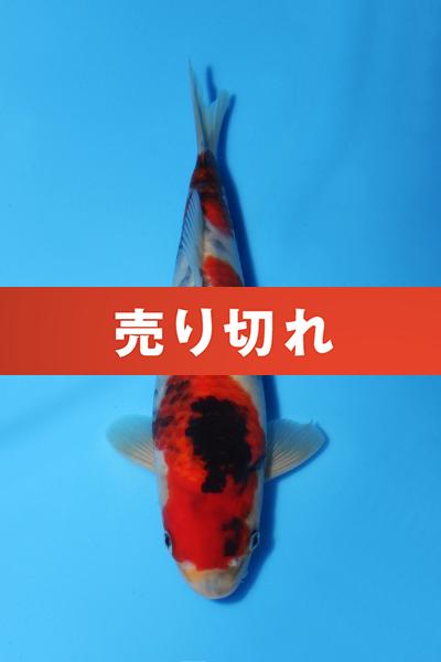 昭和　28㎝