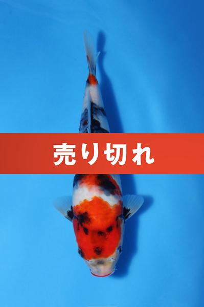 昭和　25㎝