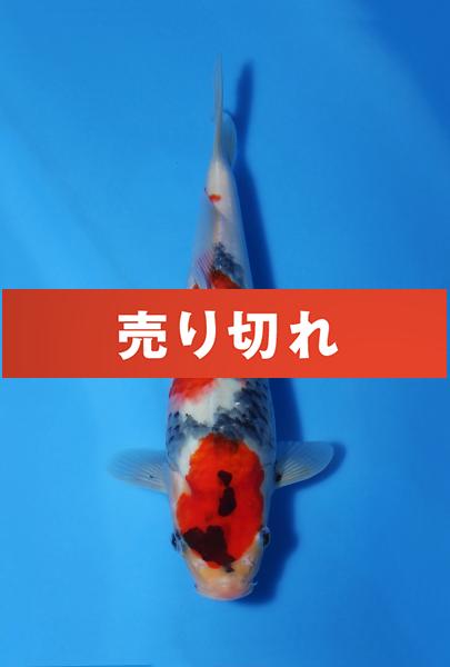 昭和　26㎝