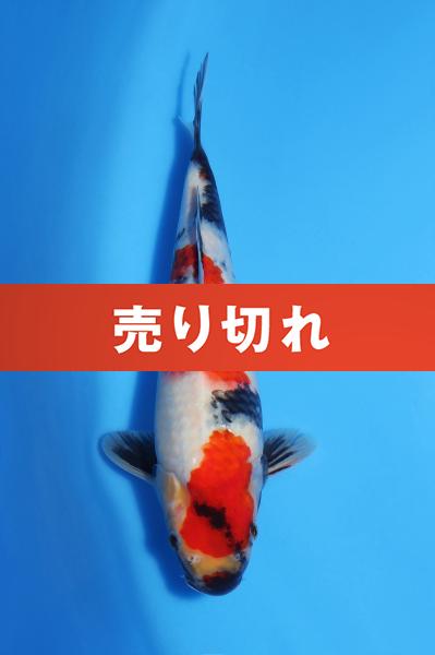 昭和　29㎝