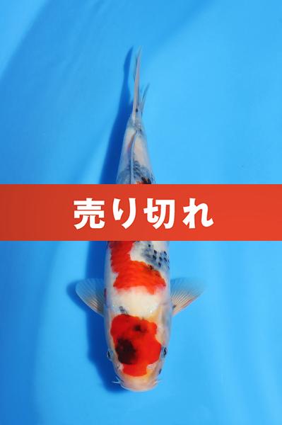 昭和　29㎝