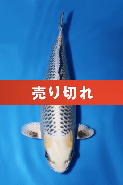 銀松葉♀　42㎝