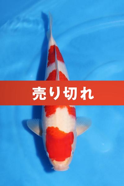 紅白♀　37㎝