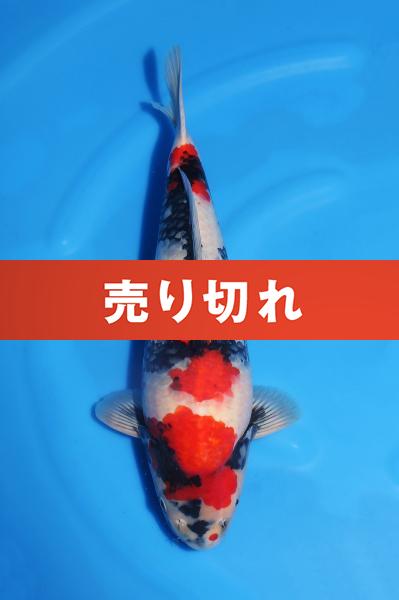 昭和♂　　46㎝