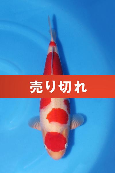 紅白　　39㎝