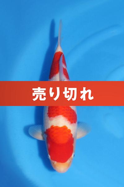 紅白♀　　37㎝