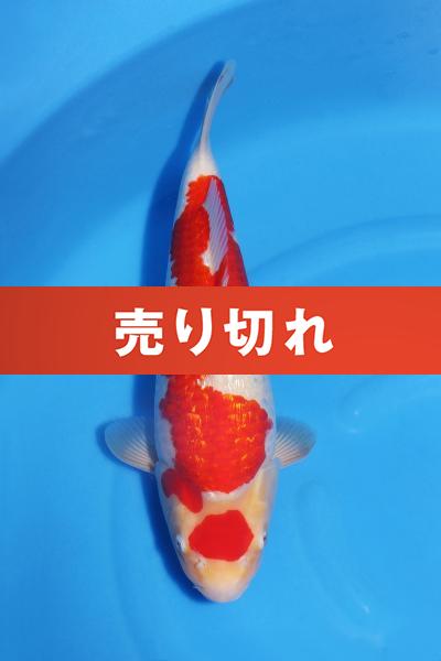 銀鱗紅白♀　　39㎝
