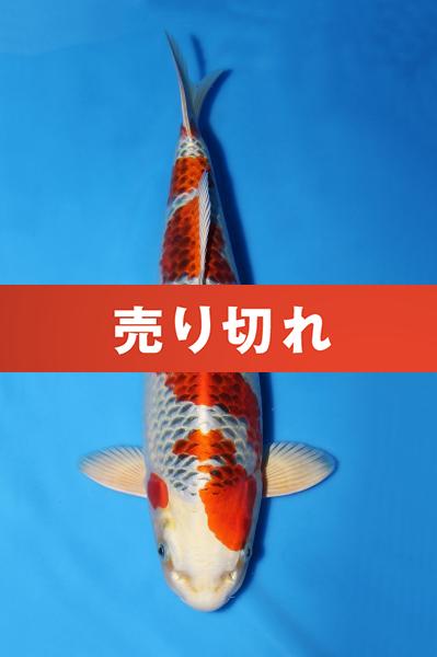 孔雀♀　39㎝