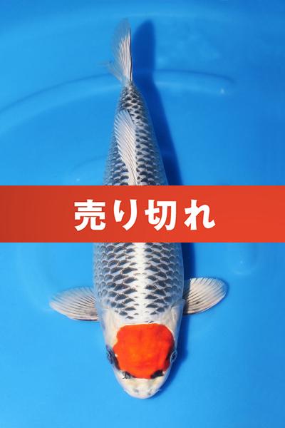 丹頂孔雀♀ 42㎝