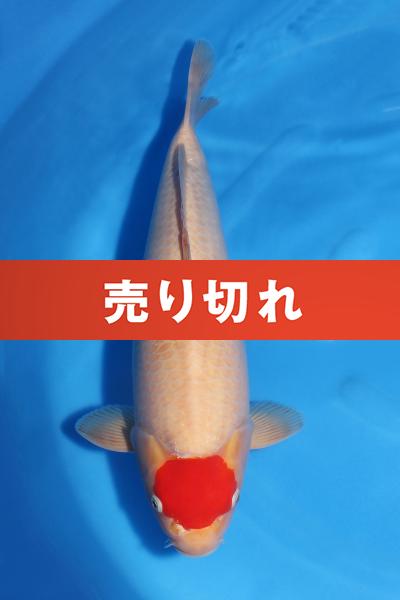 丹頂紅白　45㎝