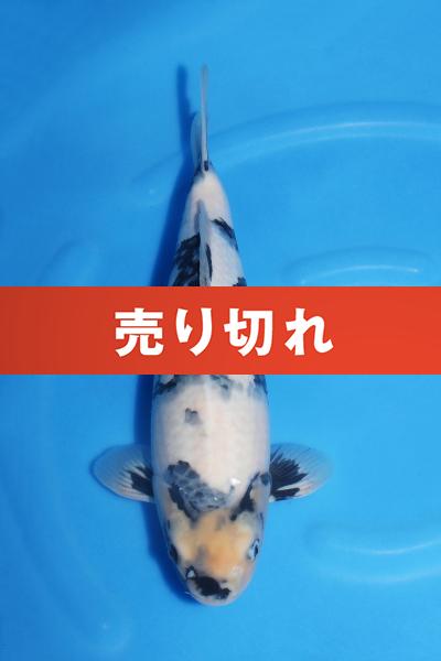 白写り♀　38㎝