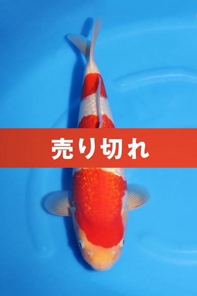 銀鱗紅白♀　　42㎝