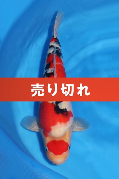 大正三色♀　　42㎝