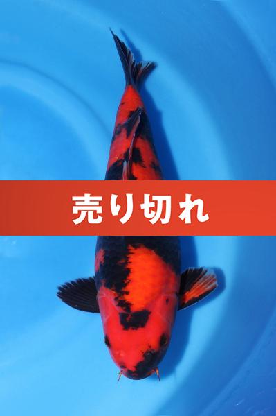 緋写り♂　37㎝