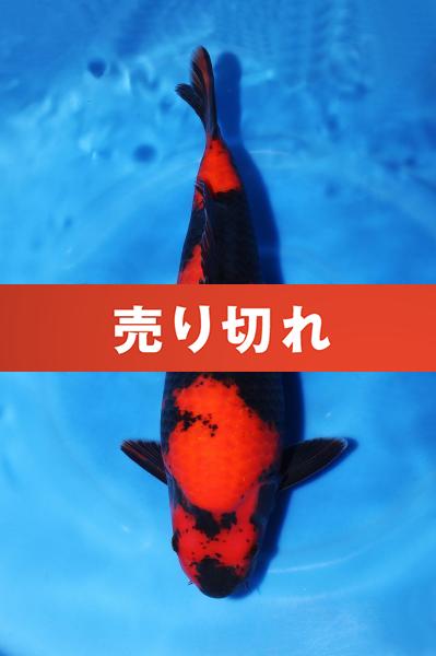 緋写り♀　41㎝