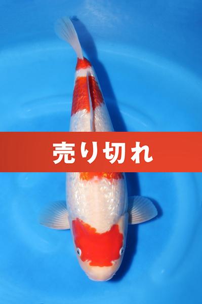 銀鱗紅白♀　42㎝