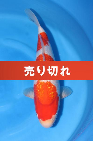 銀鱗紅白♀　42㎝