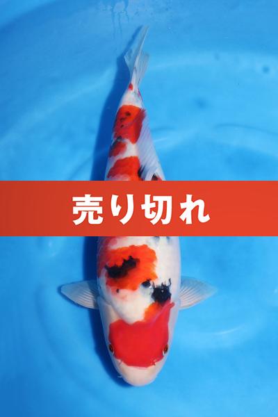 大正三色♀　41㎝