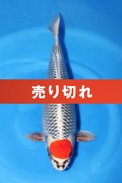 丹頂孔雀♂　42㎝