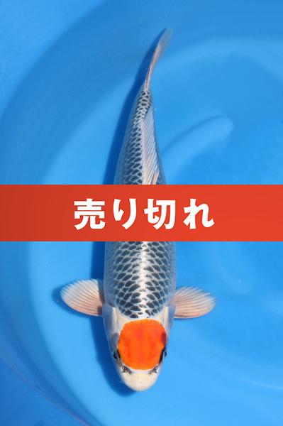 丹頂孔雀♂　43㎝