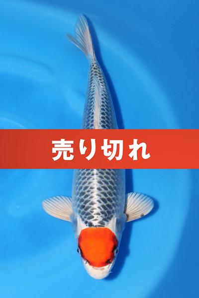 丹頂孔雀♀　42㎝