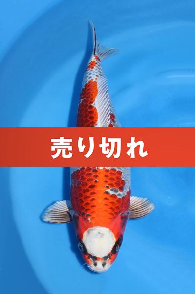 孔雀♀　43㎝