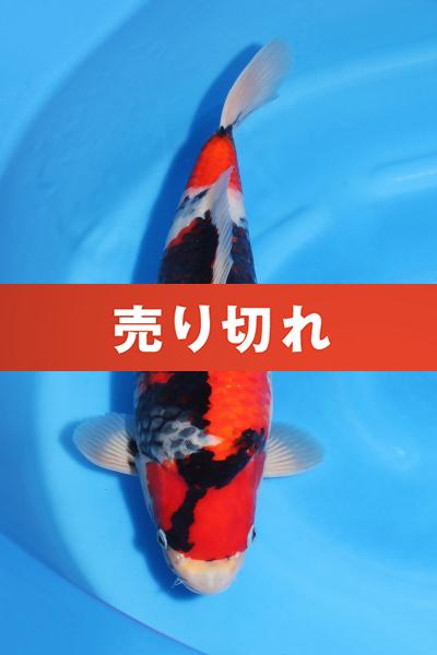 昭和♀ 41㎝