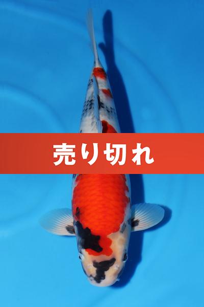 昭和♀　49㎝