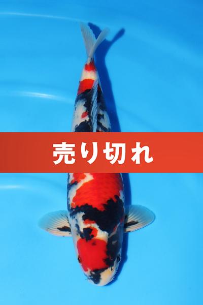 昭和　49㎝