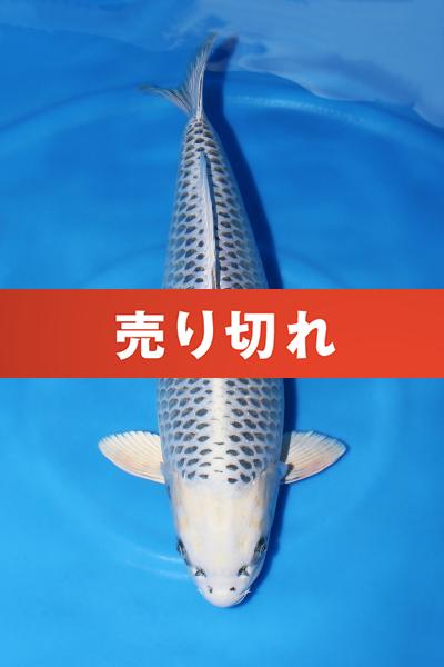 銀松葉♀　　54㎝