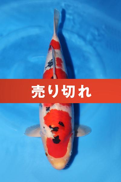 大正三色　46㎝