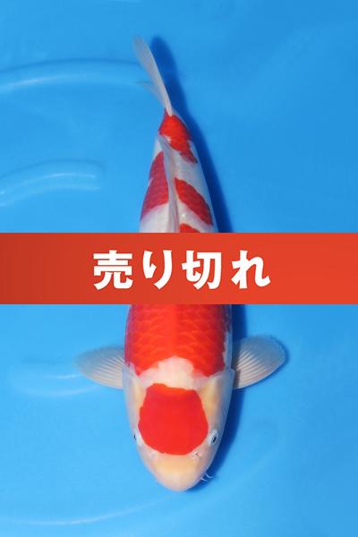 紅白♂　45㎝
