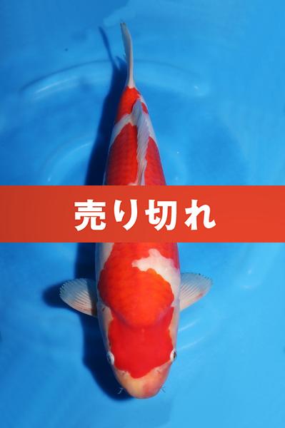 紅白　40㎝