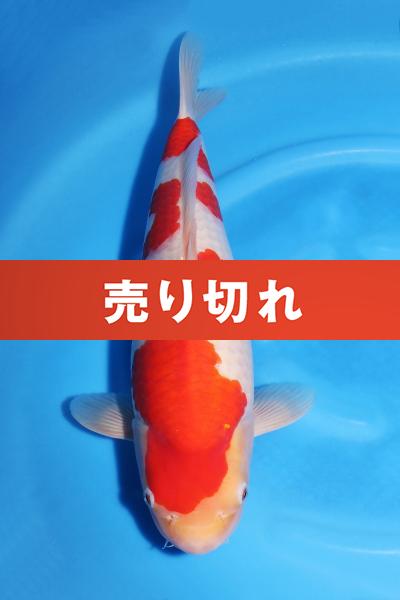 紅白♀　42㎝