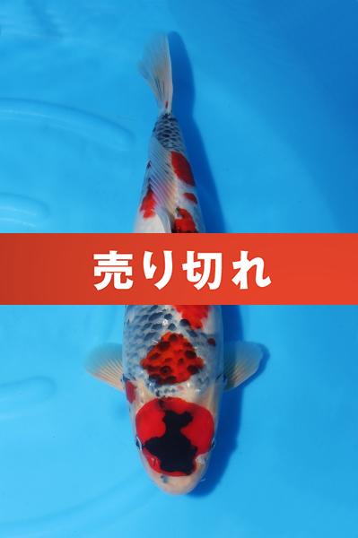 昭和♀ 47㎝