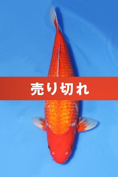 銀鱗浅黄時雨♀　52㎝