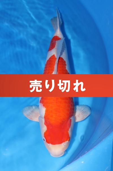 紅白♀ 55㎝