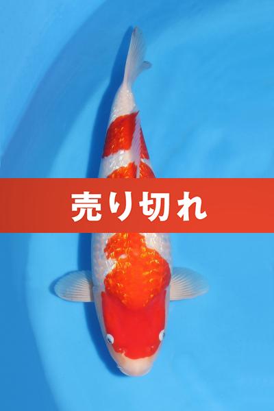 銀鱗紅白♀　　46㎝