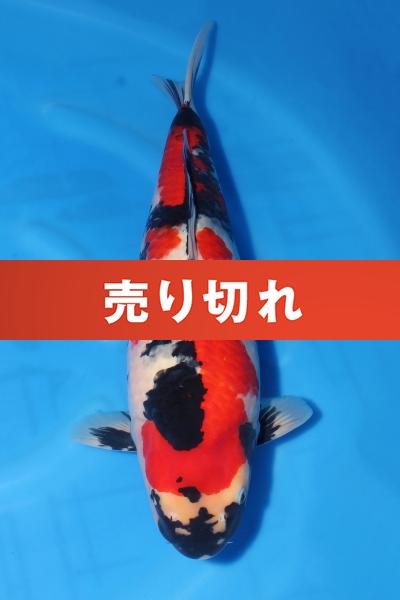 昭和♀　59㎝
