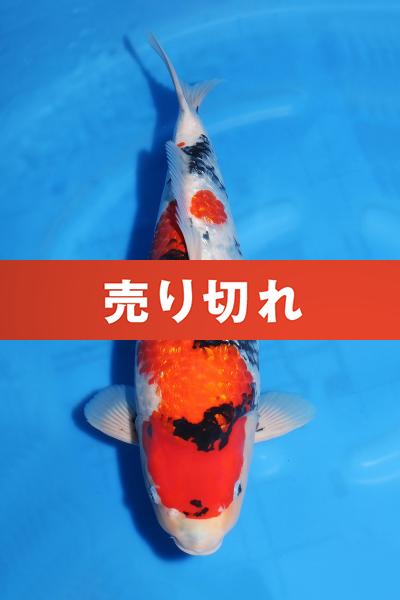 銀鱗昭和♀　55㎝