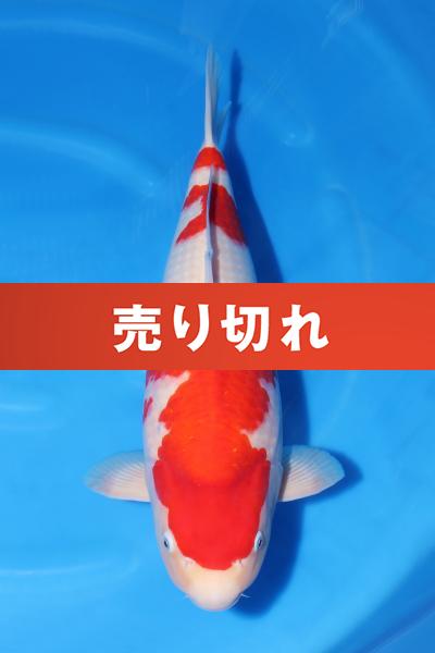 紅白♀　52㎝