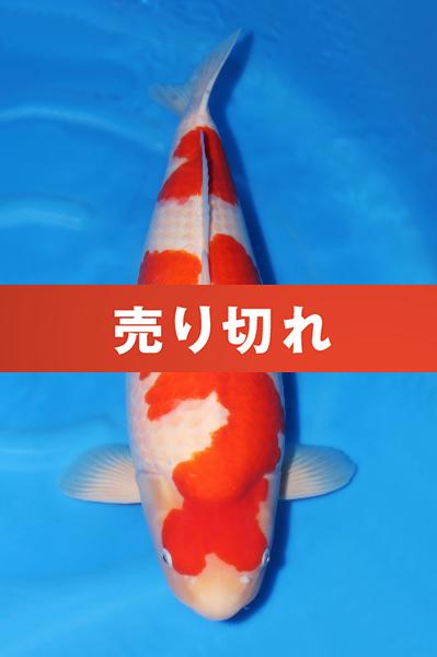 SP紅白♀　66㎝