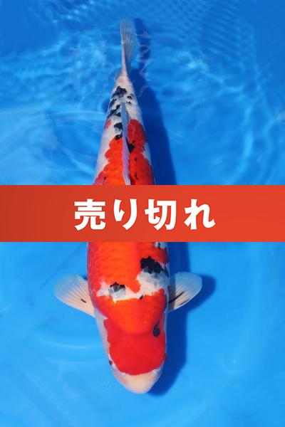 大正三色♀　59㎝