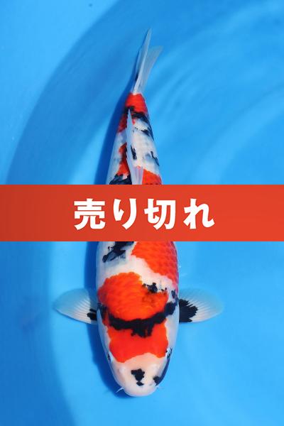 昭和♀　49㎝