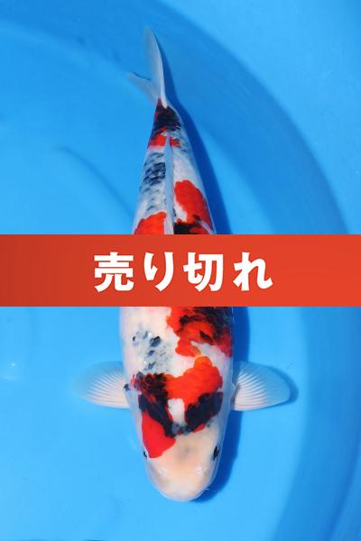 昭和♀　55㎝