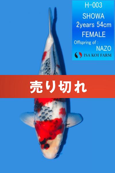 昭和♀　54㎝